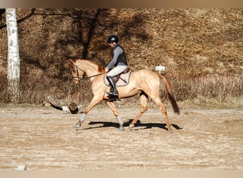 Hannoveraner, Stute, 5 Jahre, 164 cm, Fuchs