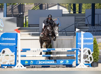 Hannoveraner, Stute, 5 Jahre, 164 cm, Kann Schimmel werden