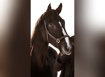 Hannoveraner, Stute, 5 Jahre, 164 cm, Kann Schimmel werden