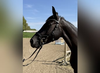 Hannoveraner, Stute, 5 Jahre, 164 cm, Schwarzbrauner
