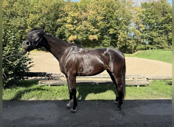 Hannoveraner, Stute, 5 Jahre, 164 cm, Schwarzbrauner
