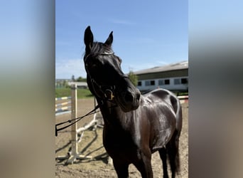 Hannoveraner, Stute, 5 Jahre, 164 cm, Schwarzbrauner