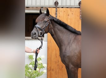 Hannoveraner, Stute, 5 Jahre, 164 cm, Schwarzbrauner