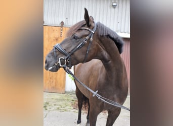 Hannoveraner, Stute, 5 Jahre, 164 cm, Schwarzbrauner