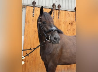 Hannoveraner, Stute, 5 Jahre, 164 cm, Schwarzbrauner