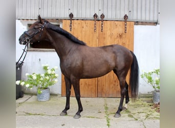 Hannoveraner, Stute, 5 Jahre, 164 cm, Schwarzbrauner