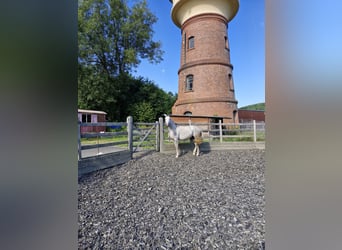 Hannoveraner, Stute, 5 Jahre, 165 cm, Apfelschimmel