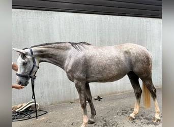 Hannoveraner, Stute, 5 Jahre, 165 cm, Apfelschimmel