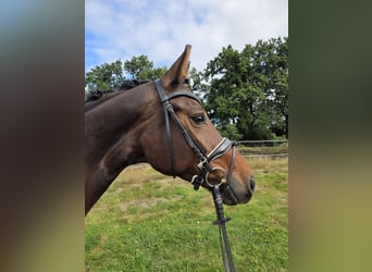 Hannoveraner, Stute, 5 Jahre, 165 cm, Brauner