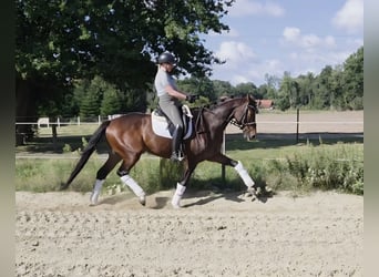 Hannoveraner, Stute, 5 Jahre, 165 cm, Brauner