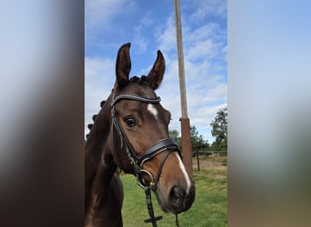 Hannoveraner, Stute, 5 Jahre, 165 cm, Brauner