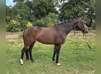 Hannoveraner, Stute, 5 Jahre, 165 cm, Brauner