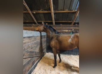 Hannoveraner, Stute, 5 Jahre, 165 cm, Brauner