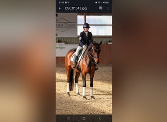 Hannoveraner, Stute, 5 Jahre, 165 cm, Brauner
