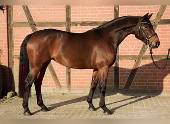 Hannoveraner, Stute, 5 Jahre, 165 cm, Brauner