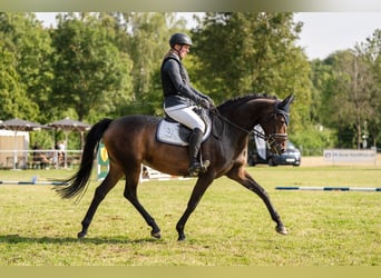 Hannoveraner, Stute, 5 Jahre, 165 cm, Brauner