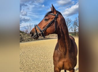 Hannoveraner, Stute, 5 Jahre, 165 cm, Brauner