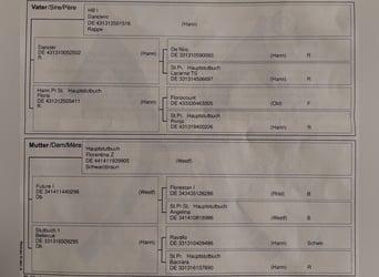 Hannoveraner, Stute, 5 Jahre, 165 cm, Brauner