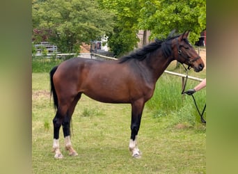 Hannoveraner, Stute, 5 Jahre, 165 cm, Brauner