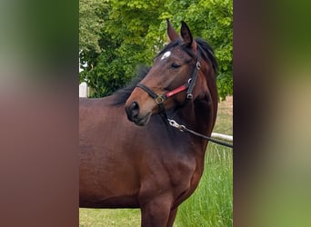 Hannoveraner, Stute, 5 Jahre, 165 cm, Brauner