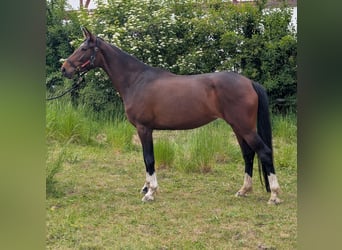 Hannoveraner, Stute, 5 Jahre, 165 cm, Brauner