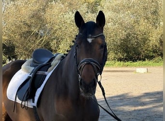 Hannoveraner, Stute, 5 Jahre, 165 cm, Brauner