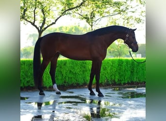 Hannoveraner, Stute, 5 Jahre, 165 cm, Brauner