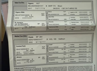 Hannoveraner, Stute, 5 Jahre, 165 cm, Brauner