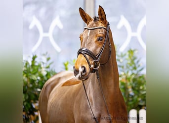 Hannoveraner, Stute, 5 Jahre, 165 cm, Brauner