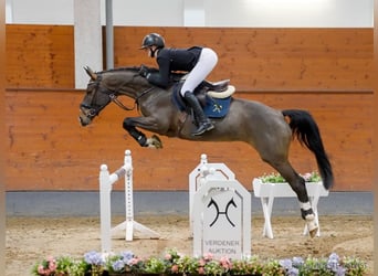 Hannoveraner, Stute, 5 Jahre, 165 cm, Brauner