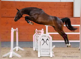Hannoveraner, Stute, 5 Jahre, 165 cm, Dunkelbrauner