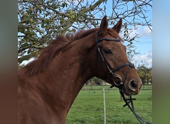 Hannoveraner, Stute, 5 Jahre, 165 cm, Dunkelfuchs