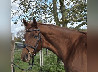 Hannoveraner, Stute, 5 Jahre, 165 cm, Dunkelfuchs