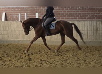 Hannoveraner, Stute, 5 Jahre, 165 cm, Dunkelfuchs