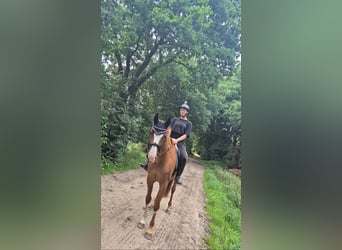 Hannoveraner, Stute, 5 Jahre, 165 cm, Fuchs