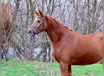 Hannoveraner, Stute, 5 Jahre, 165 cm, Fuchs