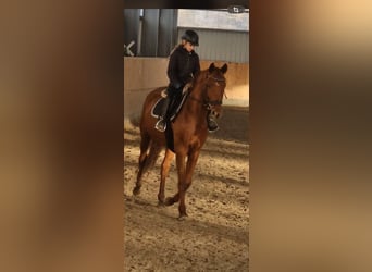 Hannoveraner, Stute, 5 Jahre, 165 cm, Fuchs