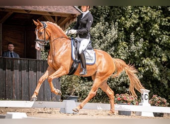 Hannoveraner, Stute, 5 Jahre, 165 cm, Fuchs