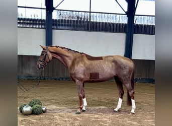 Hannoveraner, Stute, 5 Jahre, 165 cm, Fuchs