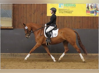 Hannoveraner, Stute, 5 Jahre, 165 cm, Fuchs