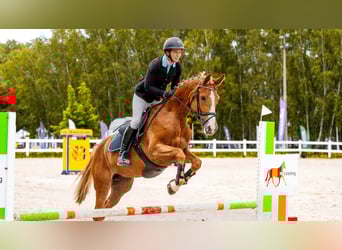 Hannoveraner, Stute, 5 Jahre, 165 cm, Fuchs