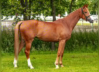 Hannoveraner, Stute, 5 Jahre, 165 cm, Fuchs