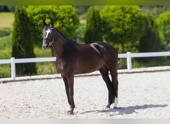 Hannoveraner, Stute, 5 Jahre, 165 cm, Rappe