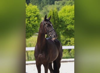 Hannoveraner, Stute, 5 Jahre, 165 cm, Rappe