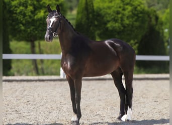 Hannoveraner, Stute, 5 Jahre, 165 cm, Rappe