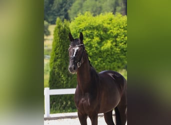 Hannoveraner, Stute, 5 Jahre, 165 cm, Rappe