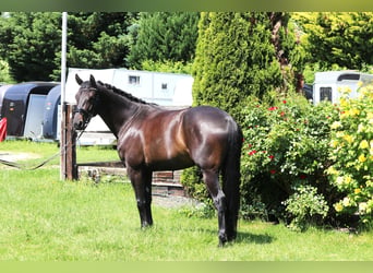 Hannoveraner, Stute, 5 Jahre, 165 cm, Rappe