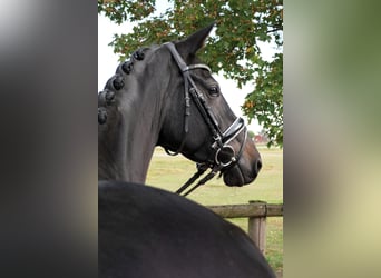 Hannoveraner, Stute, 5 Jahre, 165 cm, Rappe