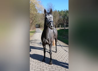 Hannoveraner, Stute, 5 Jahre, 165 cm, Schimmel