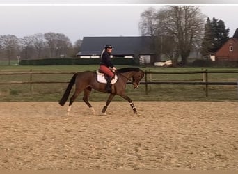 Hannoveraner, Stute, 5 Jahre, 166 cm, Brauner